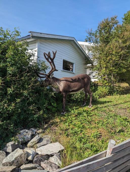 Koselig Leilighet Naer Bussholdeplass Og Natur. Tromsø Eksteriør bilde